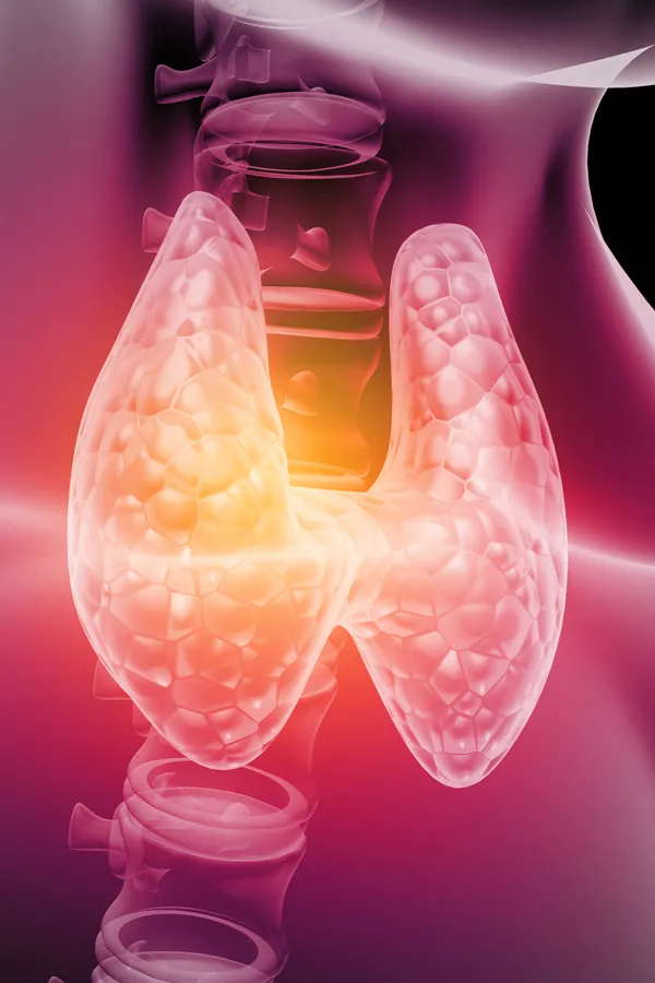 Hypothyroidism-Treatment 3D illustration of the thyroid. Get hypothyroidism treatment from Frank Lanzisera, D.C. in Tampa Bay Metro.