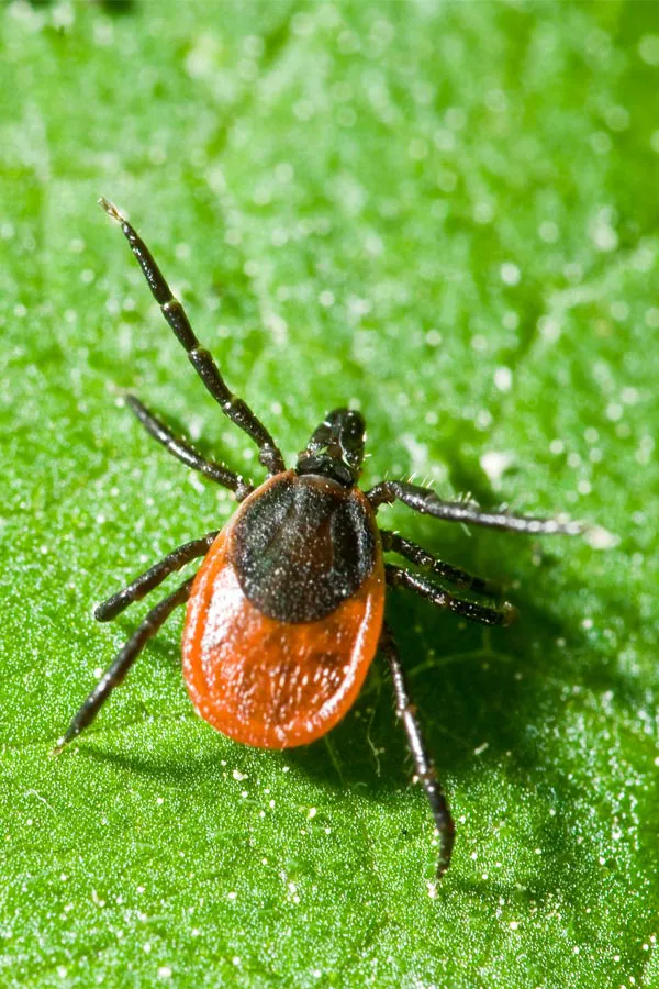 Lyme-Disease-Treatment. Close up of a tick on a leaf. Get treatment for Lyme Disease from Frank Lanzisera, D.C. in Tampa Bay Metro.
