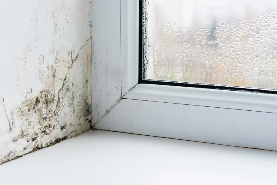 Mold-and-Mycotoxin-Clinic Mold buildup in the corner of a window sill. Get treatment for mold and mycotoxin illness from Frank Lanzisera, D.C. in Tampa Bay Metro.