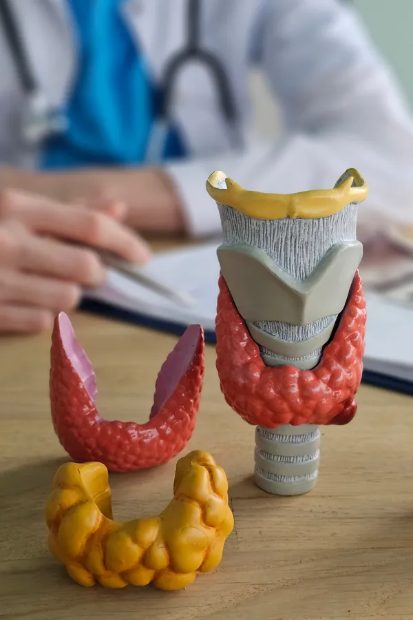 Thyroid-Testing-Treatment A clinician with a notepad sits behind small models of the thyroid. Get thyroid testing from Frank Lanzisera, D.C. in Tampa Bay Metro.